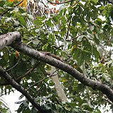 Costa Rica20150331-2119-0519